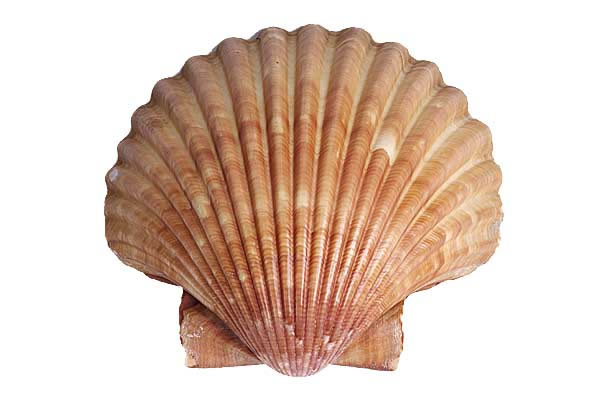 mušle hřebenatka
