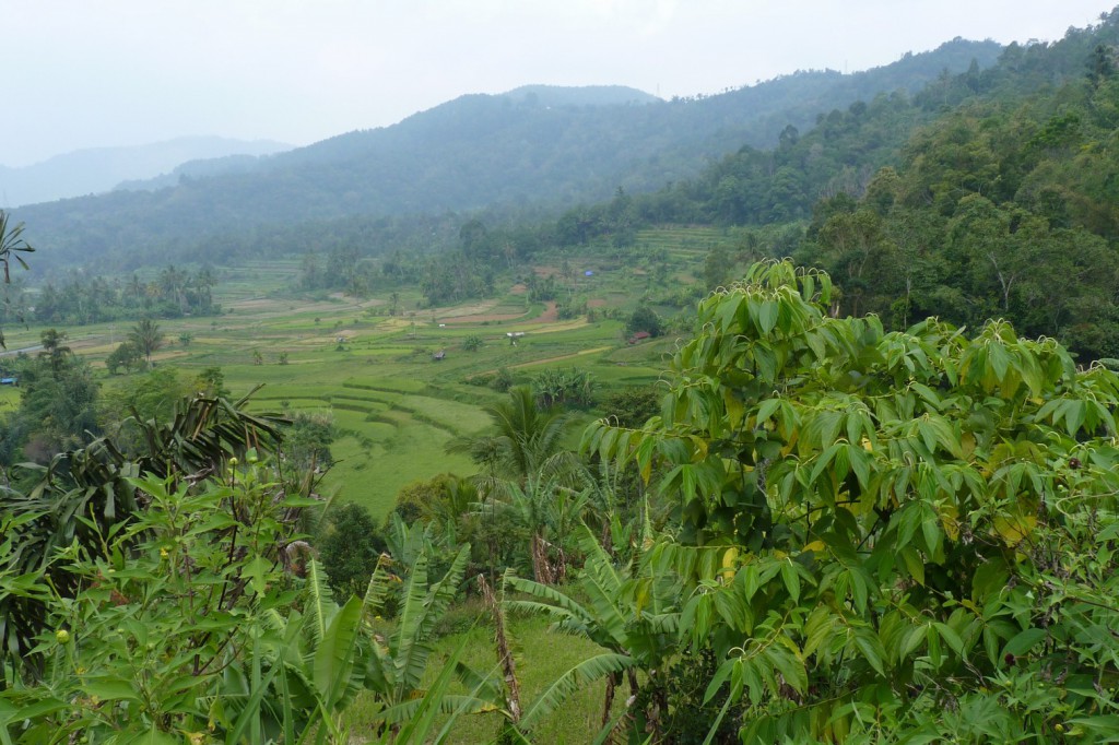 P1010